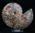 Inch Jeletzkytes Comprimus Ammonite Fossil #2063-2